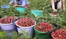 Удължиха срока за записване на кандидатки за бране на ягоди в Испания