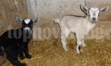 Камерунски козлета се родиха в зоопарка