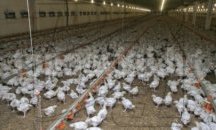 Епизоотичната комисия в Шумен набеляза мерки срещу птичи грип