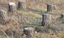 Около 60 незаконно изсечени дървета установиха в Омуртаг