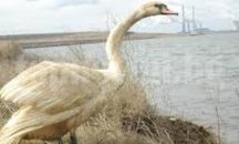 Птичият грип стигна и до Поморие