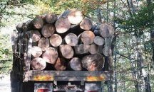 Горските стражари към СИДП съставиха 61 акта и задържаха 7 каруци за седмица