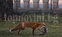 Ще отстрелват лисиците, които нападат селата край Търговище