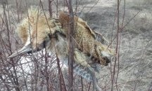 Птици от застрашени видове са отстреляни в района на Шабла