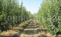 Започна приемът на заявления за подпомагане на борбата с вредителите