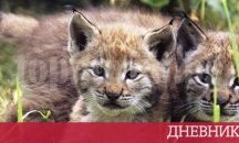 Екоинспектори издирват притежател на палто от кожа на рис