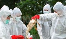 Установено огнище на птичи грип в село Смин, община Шабла