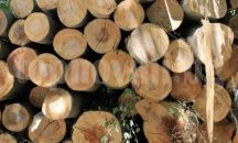 Шуменци предпочитат да се отопляват с дърва