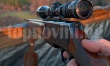 9 животни са убити след пътни инциденти в гората