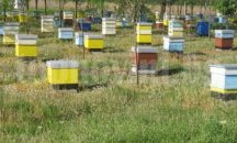 Подаряват два пчелни кошера на Общината в Търговище