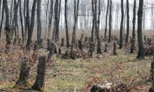 Търсят неизвестни отрязали 45 дървета в Малка Верея