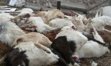 Отровно зърно покоси стадо кози в село Енево