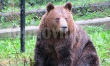 Хималайска мечка падна от хеликоптер в Тайланд и загина
