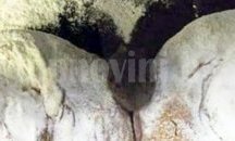 Затварят баничарницата с мишка