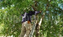 Премахват опасни клони от дърветата в Поморие