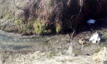 РИОСВ: Непречистени битово-фекални води се изливат в река от „Натура 2000“ до село Труд