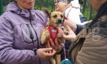 Започнаха проверки за регистрацията на домашни кучета в район „Южен“