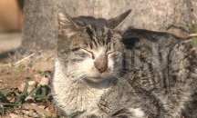 В Русия създадоха уникални протези за котки и кучета