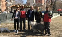 Обвиняват баща и син за кучешки боеве в Пловдив
