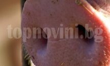 Под страх от църковно отлъчване сръбско село отмени „Пихтия” – празника на свинската пача