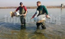 Канят бургазлии да станат кръстници на пеликани