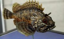 В Пловдив откриват изложба за животните в Черно море