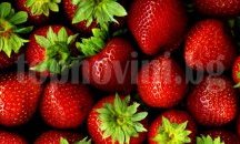 87 земеделци от Шуменско са подали заявления за компенсации на разходите им за борба с вредители
