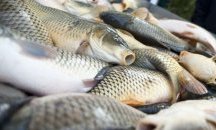 Умряла риба във водоем край Поморие вдигна на крак институциите