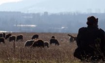 Недостиг на овчари. Внасяме ги от Молдова и Узбекистан