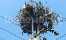 Поставят нови 242 платформи за гнезда на щъркели по стълбове от електроразпределителната мрежа