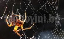 Отровата на фуниеобразните паяци може да спаси човешки живот след инсулт