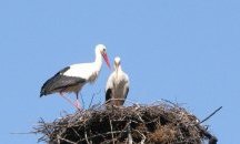 Пролетта дойде в Елена заедно със щъркелите