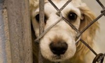 Столична община започва кампания по безплатно чипиране и кастриране на домашните кучета