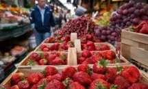 Япония върти бизнес със съвършени плодове.. струващи десетки хиляди долари