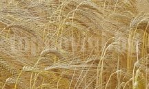 50% от посевите с пшеница в област Добрич са в много добро състояние