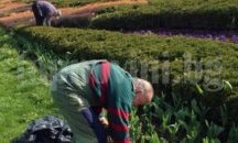 Започна пролетната поддръжка на зелените площи в София