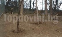 Засилват охраната в благоевградския зоопарк