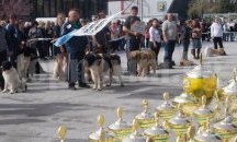 Златно и мраморно куче идват за първи път на киноложките изложби в Пловдив