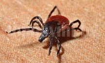 Три нови случая на лаймска болест в Плевенско