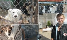 Д-р Марина Иванова: Предупреждавахме общината, че издръжката на приют с над 1000 кучета не е лесна