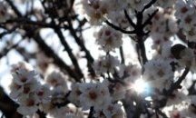Отмъкнаха 140 черешови дръвчета край Българово