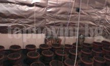 Домашна оранжерия за марихуана разкриха полицаи в частен имот в Самоковско