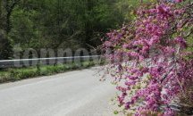 Рошковете в естествения резерват цъфнаха на връх Великден