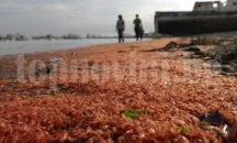 Учени от Томск помагат на мексикански фермери да преборят болест по скаридите