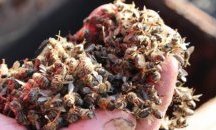 Пчеларите започват регистрация на първата Асоциация на Организации на производители