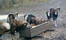 Очаква се в ловното стопанство в Балчик да бъде подобрен националният рeкорд