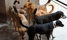 Столична община отделя 2 милиона за кастриране на бездомни кучета