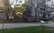 Дърво падна в двора на детска градина в Бургас