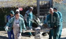 Кактуси над половин тон изнасят на открито в Ботаническата градина в Балчик