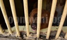 Нов обитател в Парка за танцуващи мечки пристигна от Албания